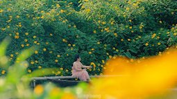 Dã quỳ khoe sắc rực rỡ giữa lòng Thủ đô