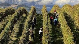 Tồn kho tới 2 tỷ lít, rượu vang 'ế' chưa từng có: Nông dân Úc đau đớn phá bỏ hàng triệu cây nho