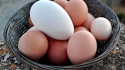 Trứng gà, trứng vịt, trứng ngỗng, trứng cút, loại nào bổ dưỡng hơn? Chuyên gia: Riêng loại trứng này ăn càng ít càng tốt